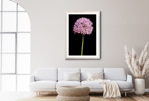 Allium - Study 2