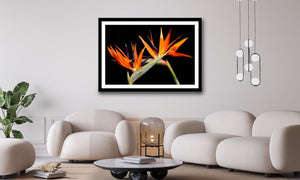 Bird of Paradise - Study 2