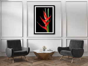 Heliconia