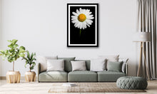 Load image into Gallery viewer, Oxeye Daisy - Study 3
