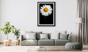 Oxeye Daisy - Study 3