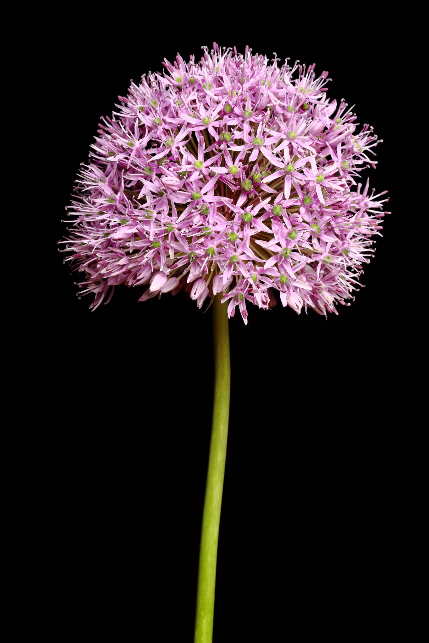 Allium - Study 2