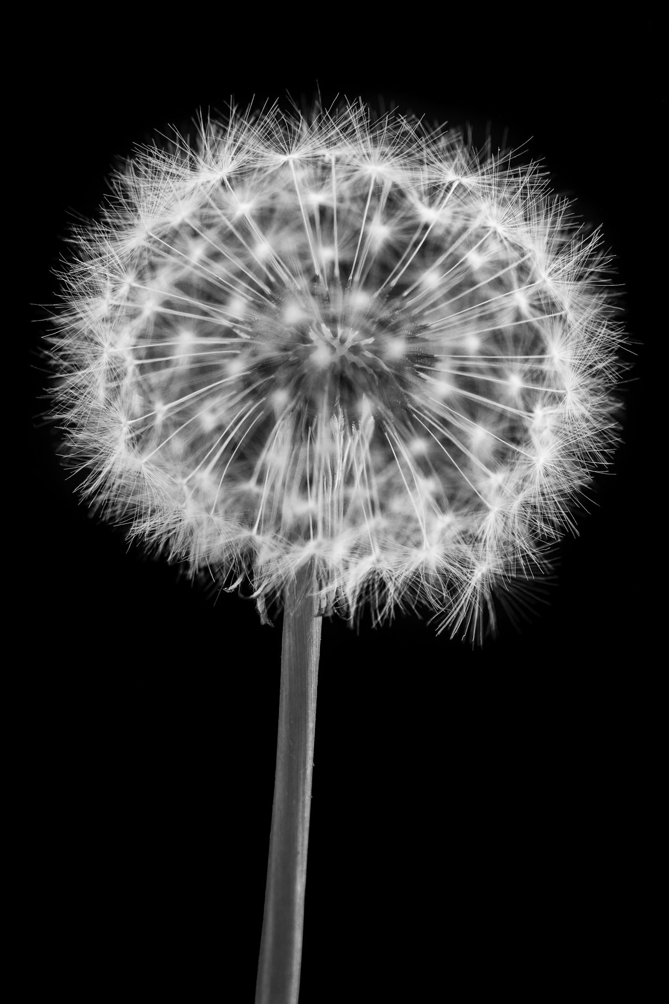 Dandelion Clock