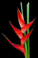 Load image into Gallery viewer, Heliconia
