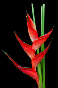 Heliconia