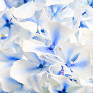 Hydrangea - Study 1