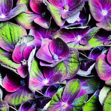 Load image into Gallery viewer, Hydrangea - Study 2
