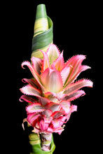 Load image into Gallery viewer, Pineapple Plant - Study 1
