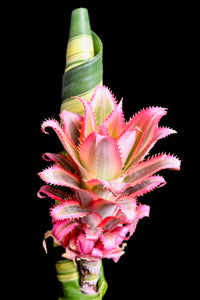 Pineapple Plant - Study 1