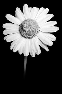 Oxeye Daisy - Study 1