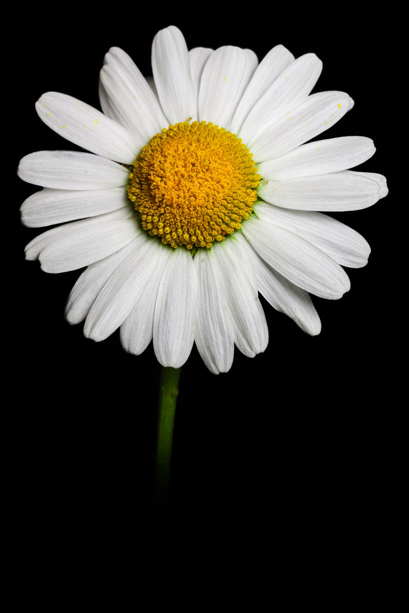 Oxeye Daisy - Study 3